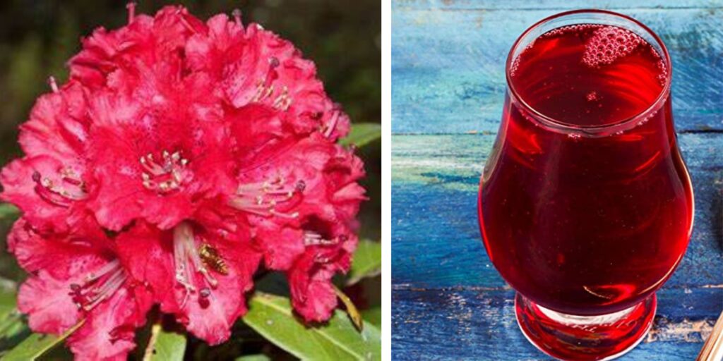 Uttarakhand's traditional food: Rhododendron plant(Buransh) Juice